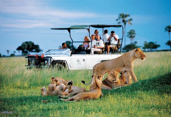 Wildlife